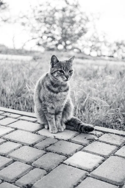 Grijze straat kat zittend in groen gras — Stockfoto