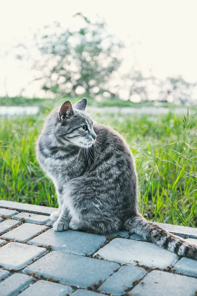 Gray street cat sits back outdoor in green grass — Stock Photo, Image