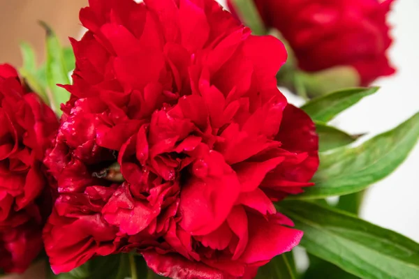 Hermosas flores de peonía en la mesa blanca con espacio de copia para su vista superior de texto y estilo de laico plano —  Fotos de Stock