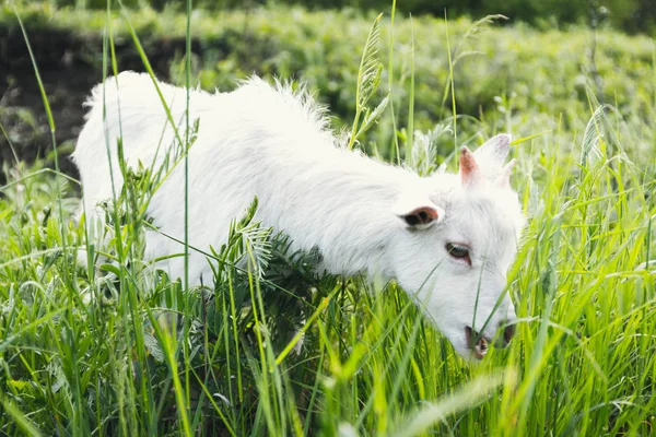 夏の日に農場の近くの牧草地で小さな白いヤギヤギ — ストック写真