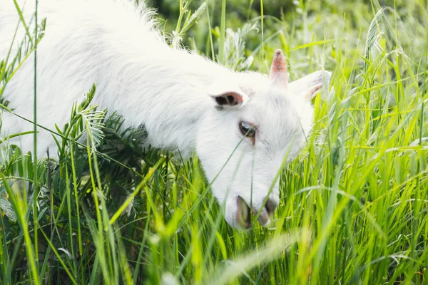 夏の日に農場の近くの牧草地で小さな白いヤギヤギ — ストック写真