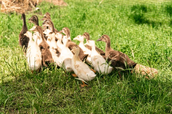 Pequenos gansos comendo no prado verde — Fotografia de Stock