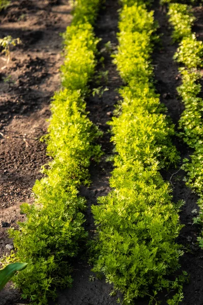 Planta de zanahoria brotando del suelo. Parcela de jardín para la agricultura . — Foto de Stock