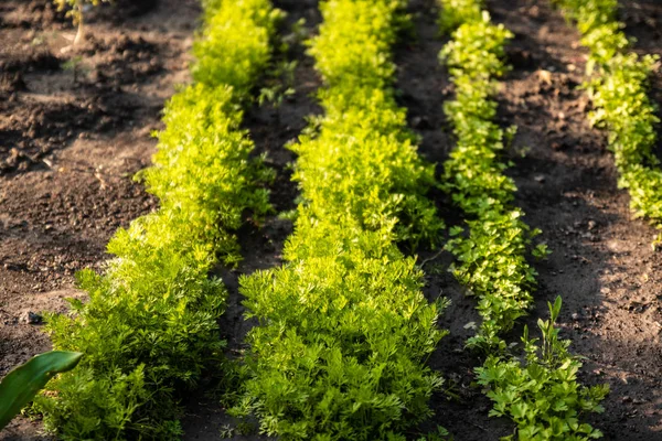 En trädgård tomt för jordbruk. Rader av unga och färska morotsväxter på våren. — Stockfoto