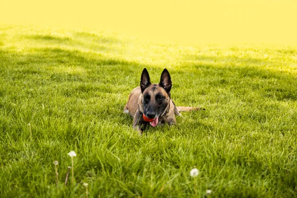Belgischer Schäferhund spielt mit einem großen roten Ball — Stockfoto