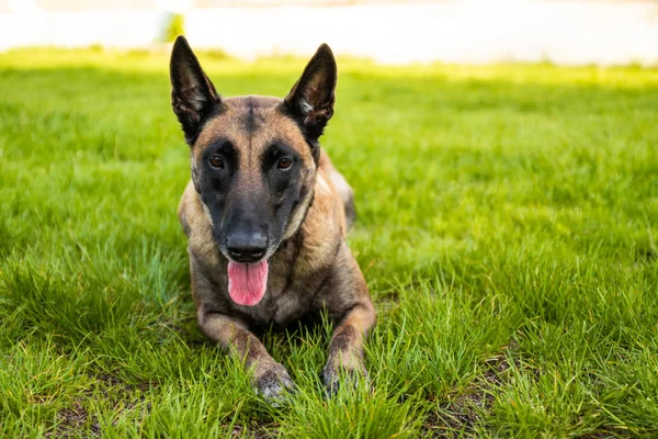 Hundespiele. Belgischer Schäferhund liegt im Gras und ruht. — Stockfoto