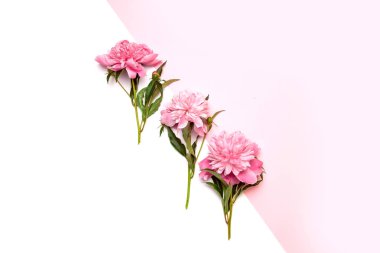 Beyaz ve pembe arka plan üzerinde kompozisyon merkezinde parlak pembe şakayık