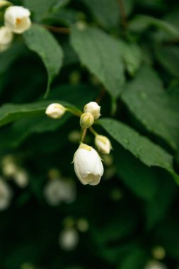 Doğa yapraklarından yapılmış yaratıcı düzen.