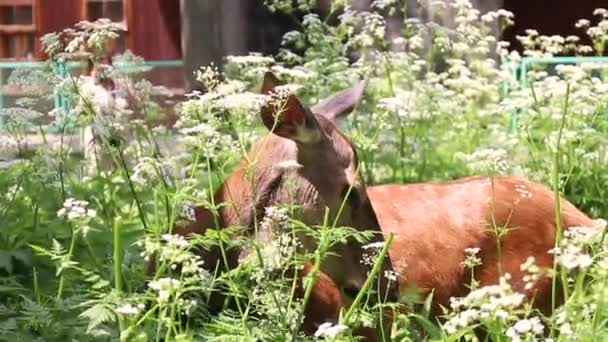 Wildlife Nature Conservation Inglés Vista Cerca Joven Bambi Ciervo Masticando — Vídeos de Stock