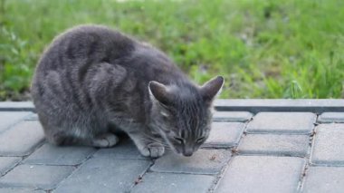 Sokakta taze yemek yiyen sokak gri tabby kedi