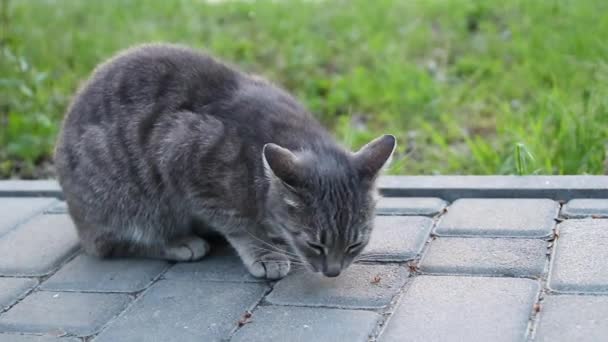 Rue gris chat tabby manger de la nourriture fraîche dans la rue 