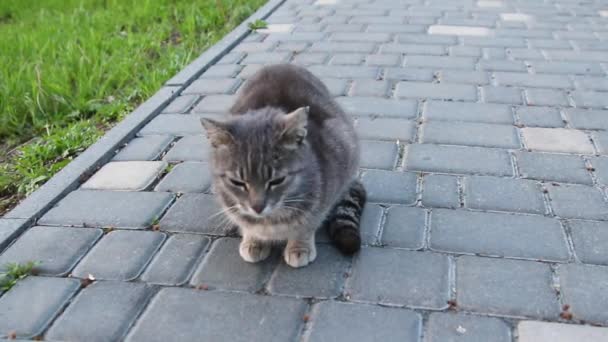 路上で新鮮な食べ物を食べるホームレスの大人の縞模様の灰色の猫 — ストック動画