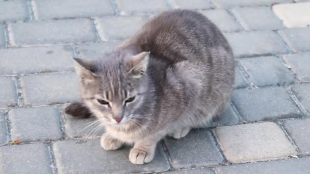 Rue gris chat tabby assis sur le sol dans le parc et regardant la caméra 