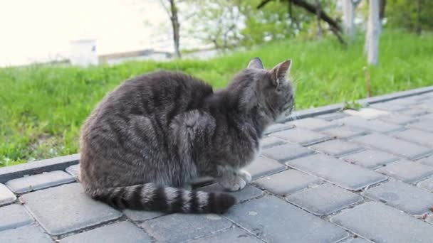 Hjemløse Voksne Stripete Grå Katt Som Spiser Fersk Mat Gaten – stockvideo