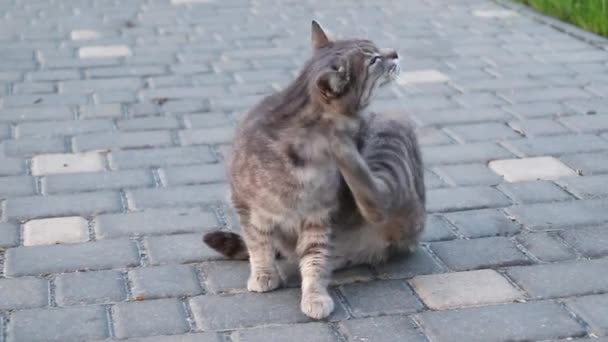 Άστεγος Ενήλικος Ριγέ Γκρίζα Γάτα Έγλειψε Στο Δρόμο Κατά Διάρκεια — Αρχείο Βίντεο