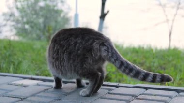 Sokak gri kedi dışında sabah yıkama