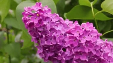 Dışarıda bulutlu bir günde rüzgarda sallanan leylak dalı nın kapatılması