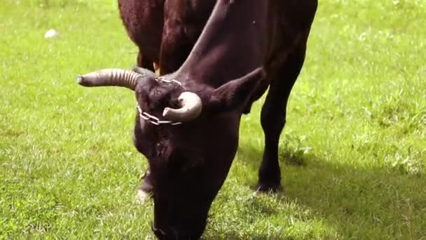 Vaca Marrón Con Cuernos Comiendo Hierba Prado Verde Día Soleado — Vídeo de stock