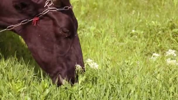 Vaca Marrón Con Cuernos Comiendo Hierba Prado Verde Día Soleado — Vídeo de stock