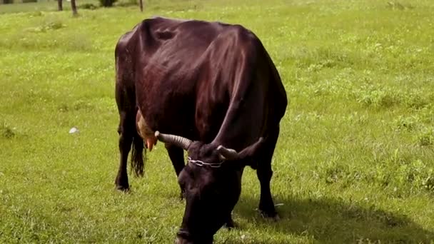 Καστανή Αγελάδα Κέρατα Τρώει Γρασίδι Ένα Καταπράσινο Λιβάδι Μια Ηλιόλουστη — Αρχείο Βίντεο