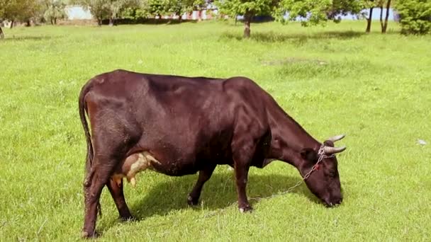Braune Kuh Mit Hörnern Frisst Einem Sonnigen Tag Gras Auf — Stockvideo
