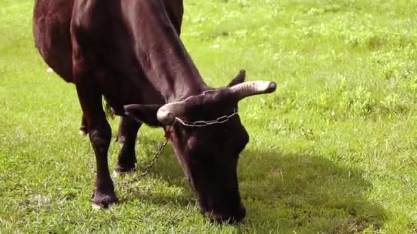 Çiftlik Kırsal Tarlaotlarında Otlayan Inekler Güneşli Bir Günde Yeşil Bir — Stok video