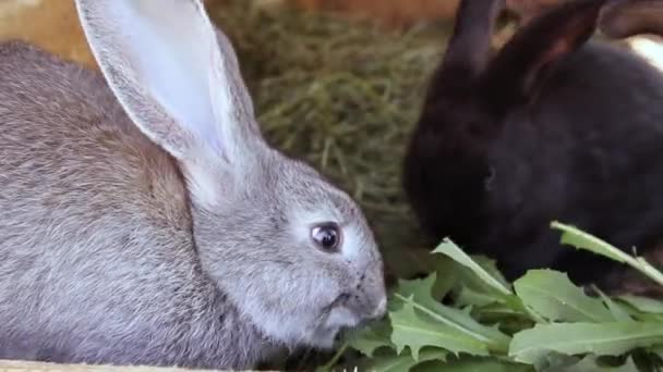 Primer Plano Pequeños Conejos Diferentes Colores Una Jaula Comen Hierba — Vídeo de stock