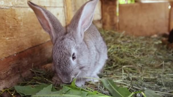 Cute Gray Rabbit Eats Grass Sitting Wooden Cage Female Hand — Stock Video