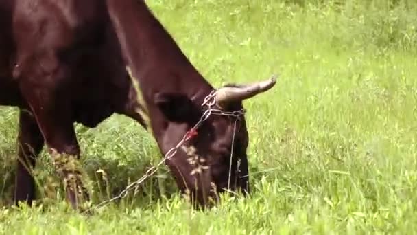 Brun ko med horn äter gräs på en grön äng på en solig dag — Stockvideo