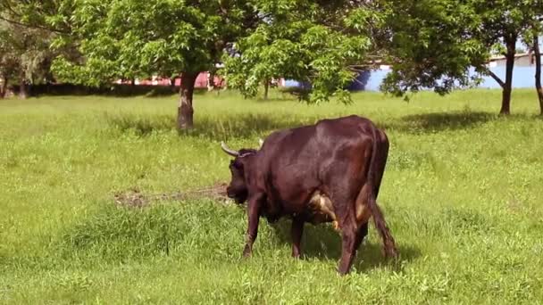 Vaca marrom com chifres comendo grama em um prado verde em um dia ensolarado — Vídeo de Stock