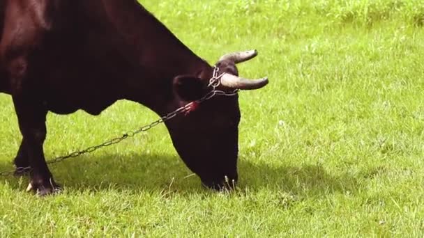 Braune Kuh mit Hörnern frisst an einem sonnigen Tag Gras auf einer grünen Wiese — Stockvideo