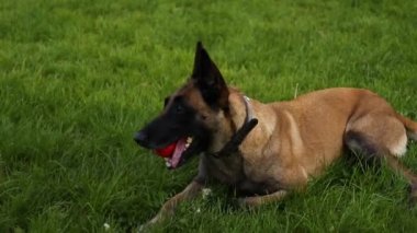 Belçikalı Çoban Köpeği Malinois'in dişleri kırmızı lastik bir top tutuyor, köpek salyalarını akıtıyor. Parktaki yeşil çimenlerin üzerinde oturuyor. Eğitim ve bir köpek ile oynamak