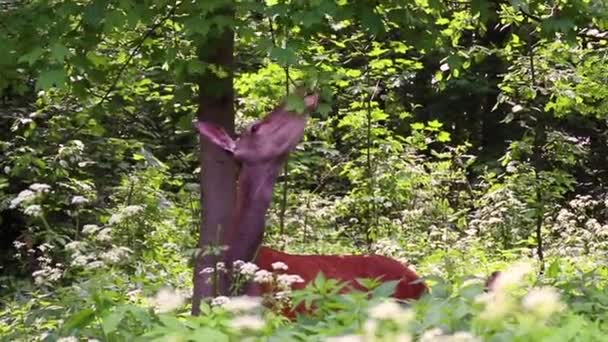 Дикий олень роду пасе в полі — стокове відео