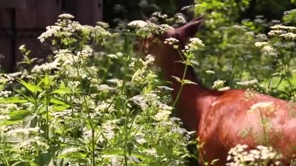 Vilda rådjur bete på fältet — Stockvideo