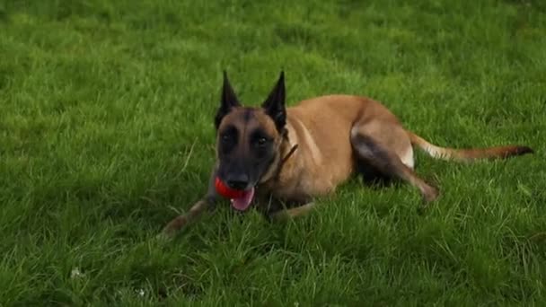 Belgische herder met een speelbal, liggend op het gras in de mond tijdens een wandeling in de natuur — Stockvideo