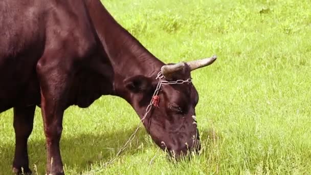 Vaca marrón con cuernos comiendo hierba en un prado verde en un día soleado — Vídeo de stock