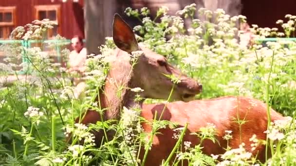 Chevreuil sauvage pâturage dans le champ — Video