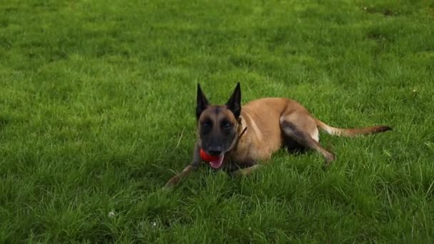 Berger belge tenant une boule de jouet, allongé sur l'herbe dans la bouche lors d'une promenade dans la nature — Video