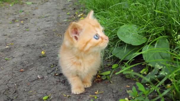 Een kleine rode kitten is wassen op een stad straat — Stockvideo