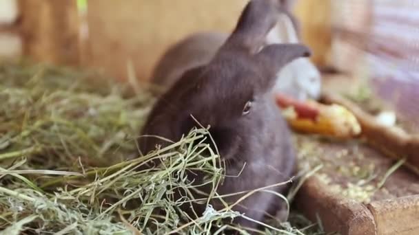 Coelho preto bonito comendo grama em uma gaiola de madeira em uma fazenda. Verão e subsistência crescendo — Vídeo de Stock