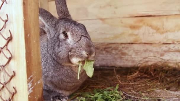 Большой серый кролик ест траву, сидя в деревянной клетке. Женская рука кладет траву в клетку — стоковое видео