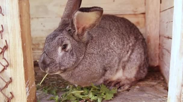 Большой серый кролик ест траву, сидя в деревянной клетке. Женская рука кладет траву в клетку — стоковое видео