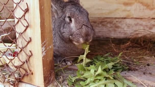 大きな灰色のウサギは、木製のケージに座って草を食べます。女性の手はケージに雑草を置く — ストック動画