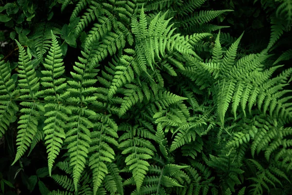 Feuille de fougère, Feuillage décoratif. Forêt sombre avec de grandes feuilles — Photo