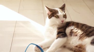 Gri kedi lazily yumuşak sabah güneş ışığında pençelerini temizler.