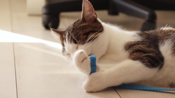 Grey cat lazily cleans its paws in the soft morning sunlight. — Stock Video