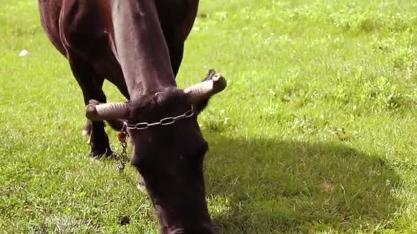 Vacas Pastoreo Granja Pastos Campo Rural Vaca Marrón Con Cuernos — Vídeo de stock