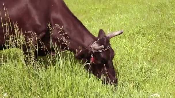 Pâturage des vaches dans les pâturages agricoles ruraux. Vache brune avec cornes mangeant de l'herbe sur une prairie verte par une journée ensoleillée 