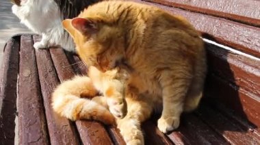 Zencefil tekir kedi vücudunu yıkar ve sokakta ahşap bir bankta oturur