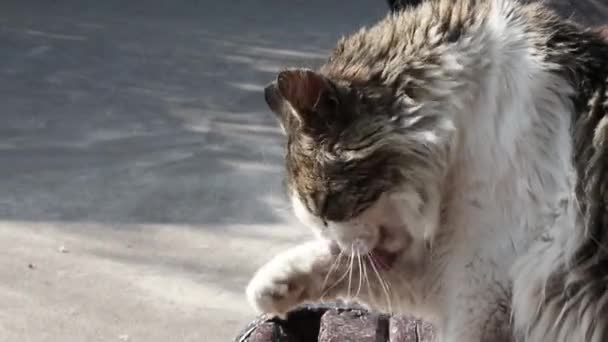 Grigio Gattino Lava Lecca Zampa Siede Una Panchina Legno Fuori — Video Stock